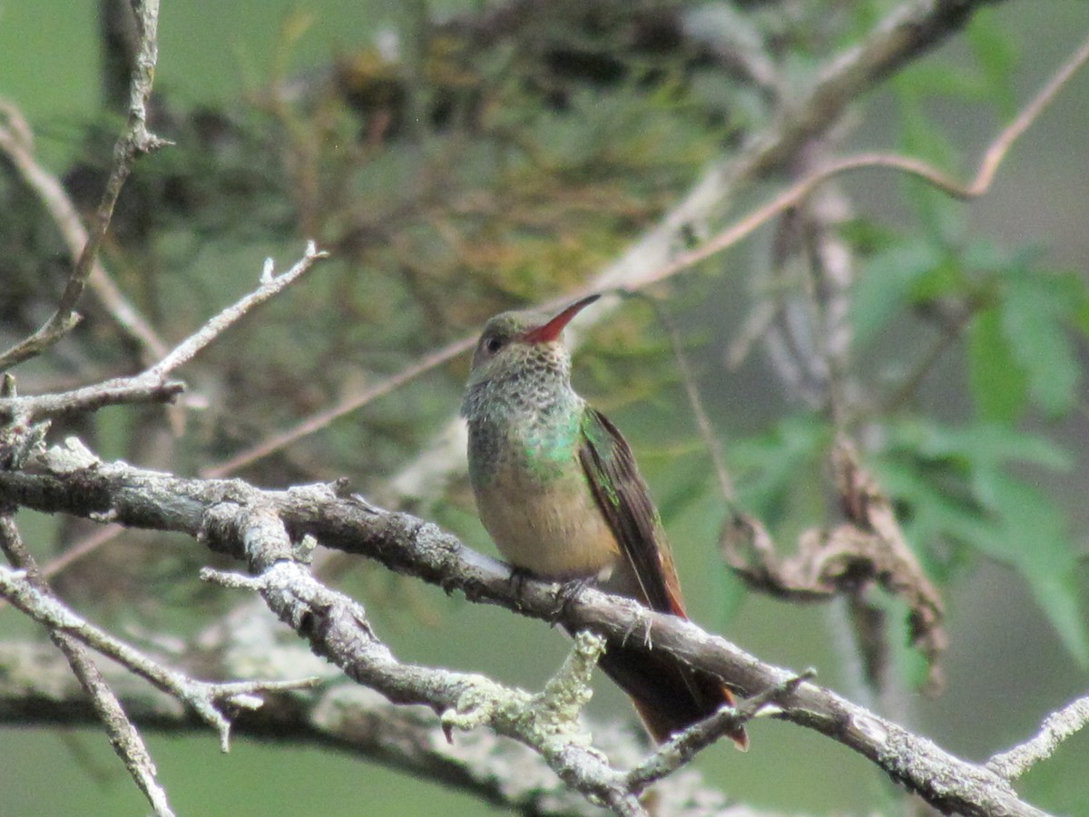 Buff-bellied Hummingbird - Thomas Manes