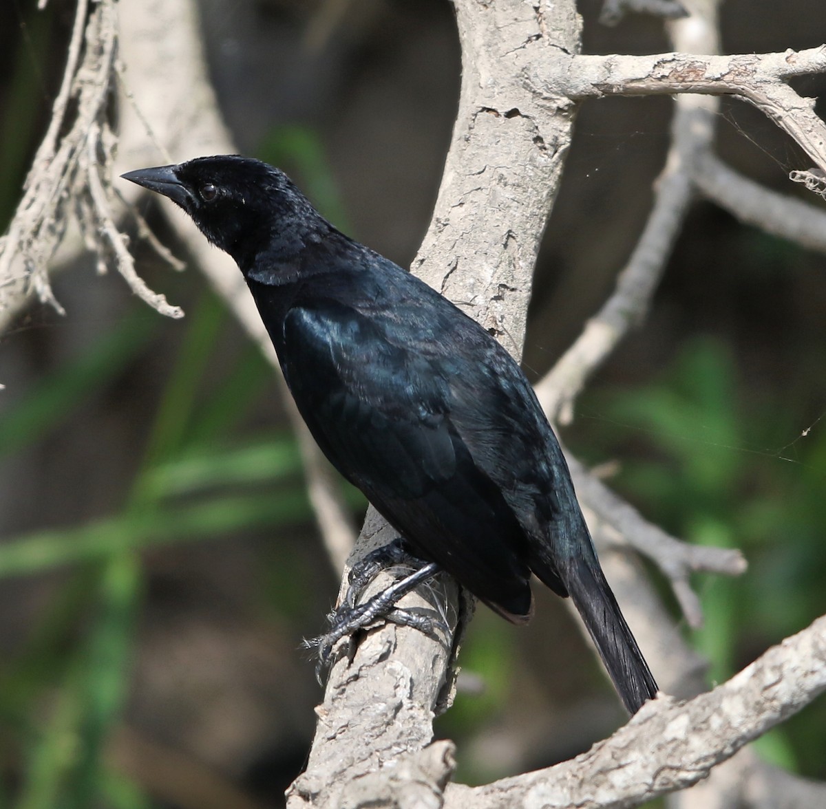 Scrub Blackbird - ML60151621