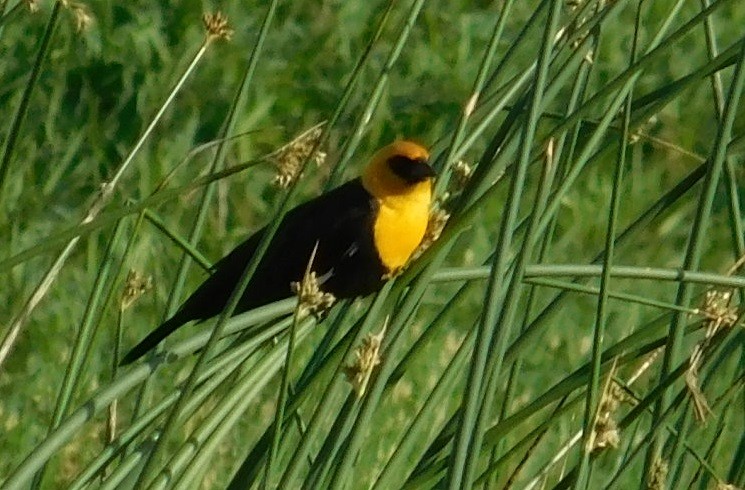 Yellow-headed Blackbird - Mike & MerryLynn  Denny