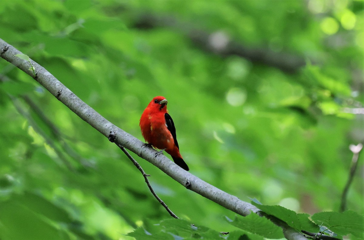 Scarlet Tanager - ML601519001