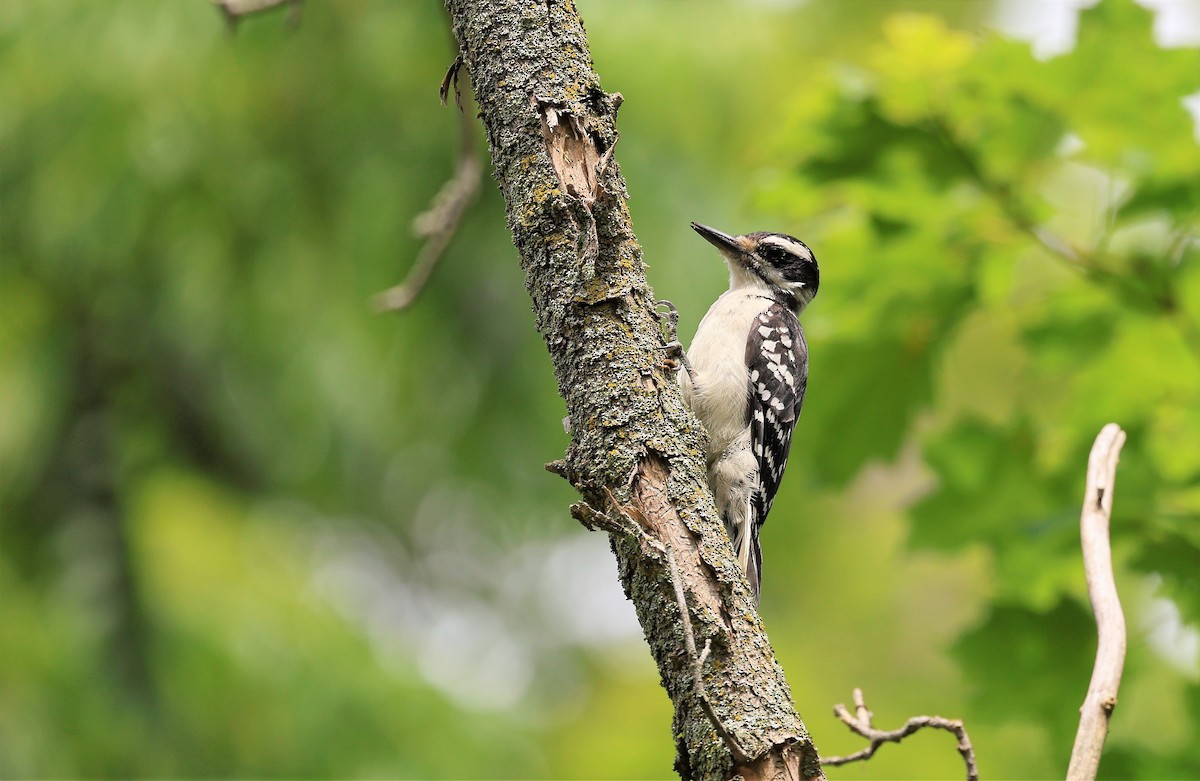 Hairy Woodpecker - ML601519661