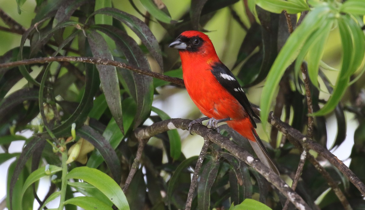 White-winged Tanager - ML601520971