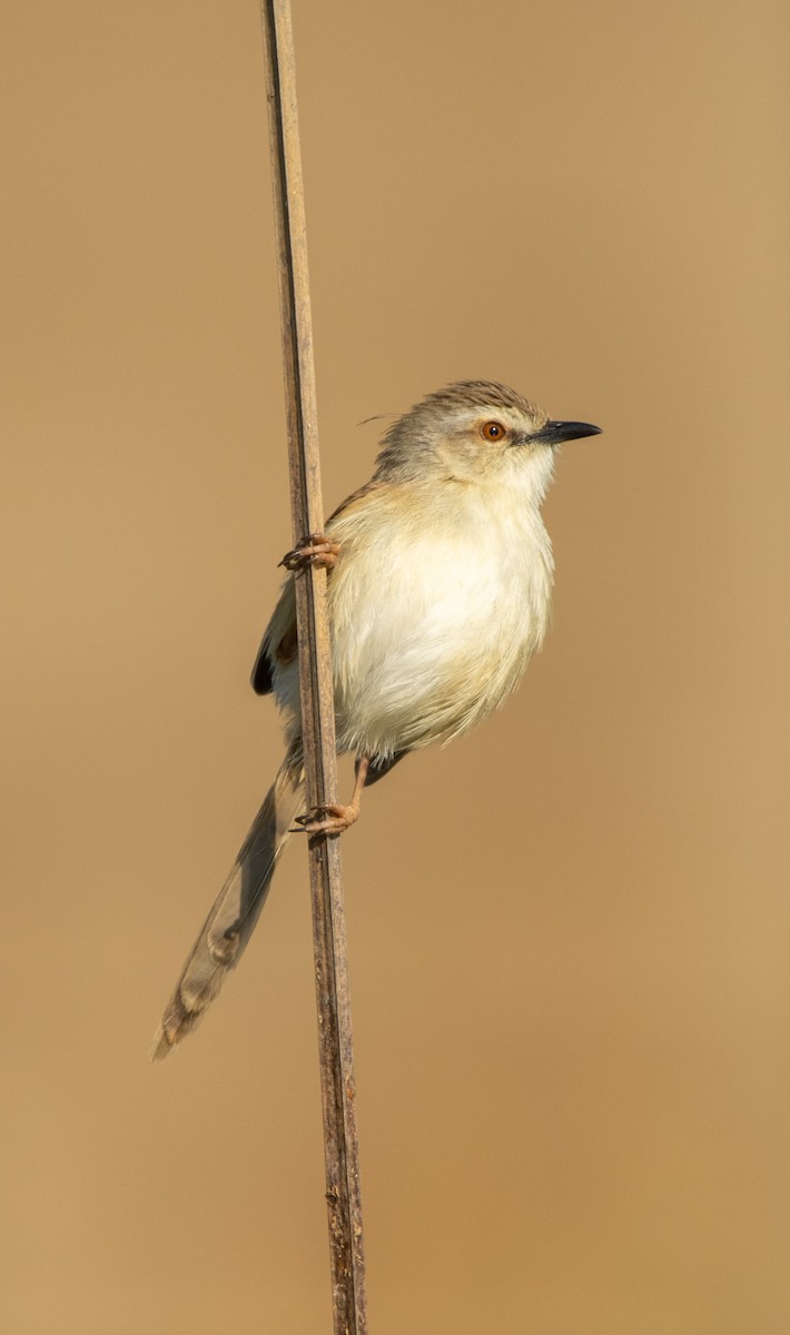 Tawny-flanked Prinia - Damian Newmarch