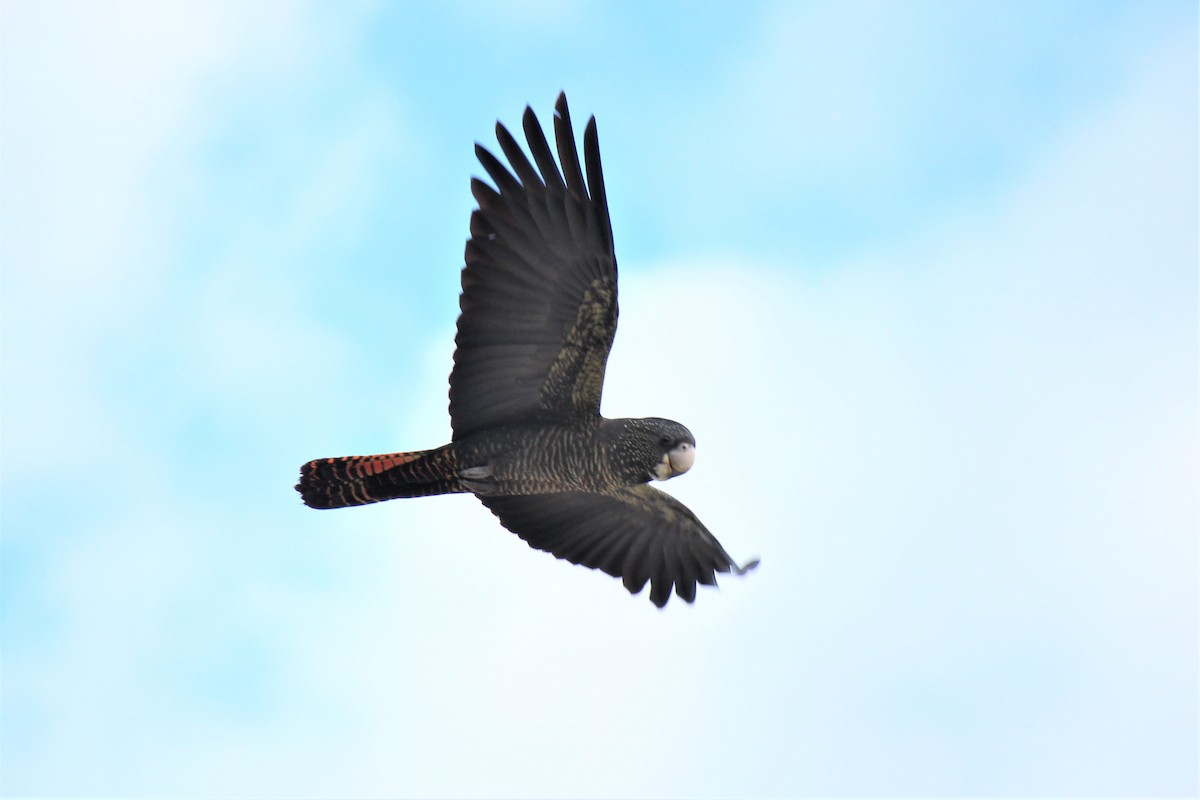 Red-tailed Black-Cockatoo - ML601525021