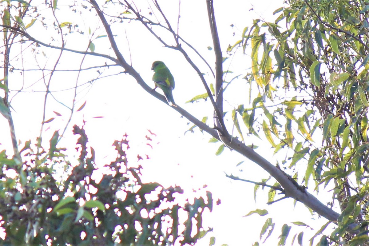 Red-capped Parrot - ML601525071