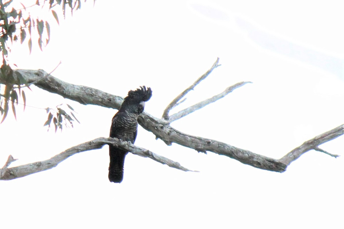 Red-tailed Black-Cockatoo - ML601525331