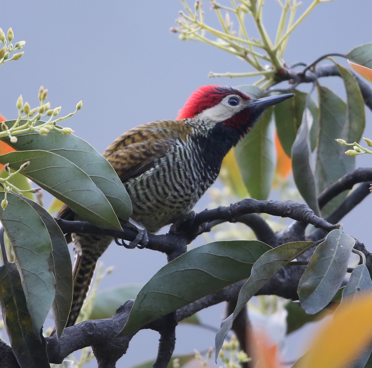 Black-necked Woodpecker - Jeff Tingle