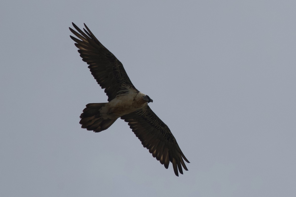 Bearded Vulture - ML601527551