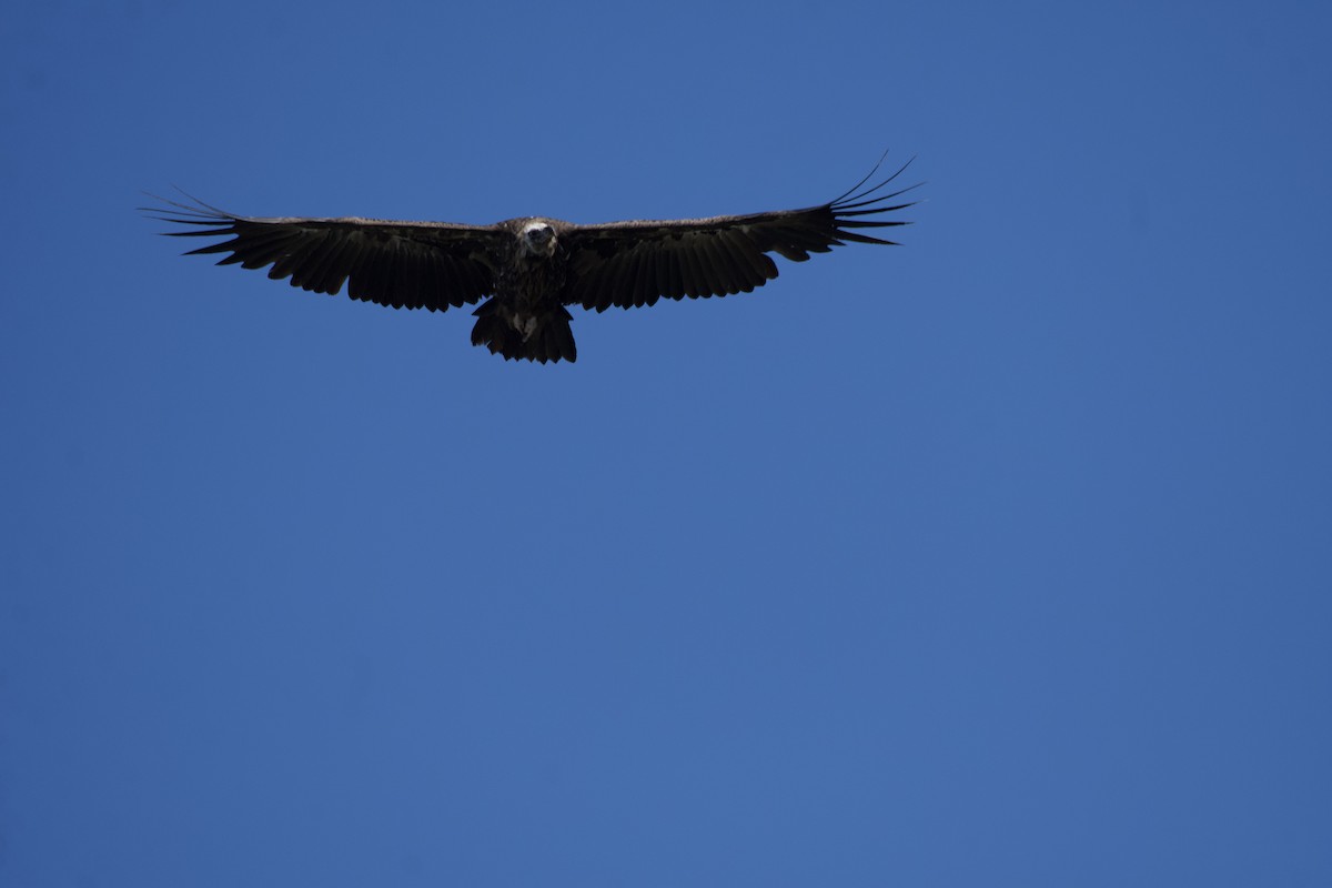 Cinereous Vulture - ML601527621