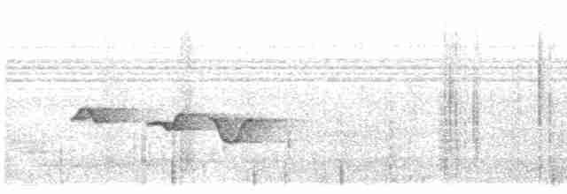 Рувензорская короткохвостка - ML601528911