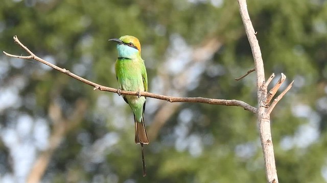 Asian Green Bee-eater - ML601529171