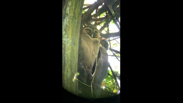 Brown Wood-Owl - ML601532261