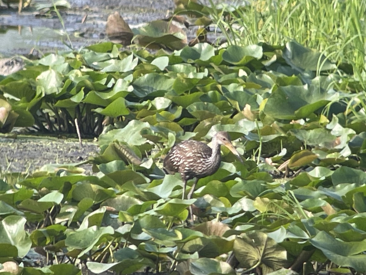 Wisconsin eBird Checklist - 8 Aug 2023 - Crawfish River at Hwy. 19 ...