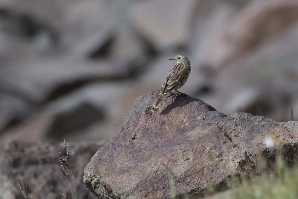 Water Pipit - ML601532801