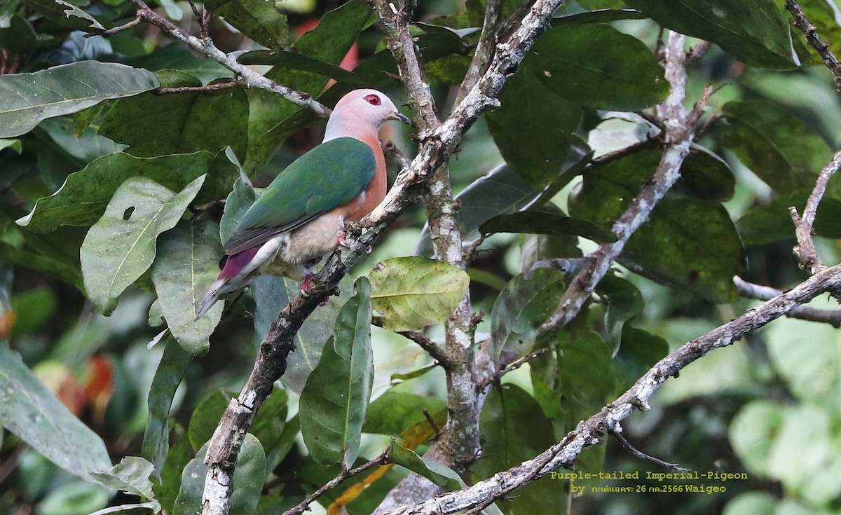 Purple-tailed Imperial-Pigeon - ML601532921
