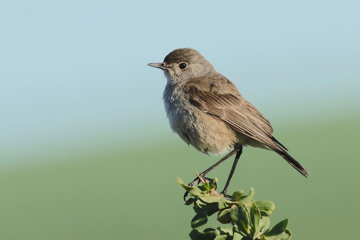 Sickle-winged Chat - ML601533461