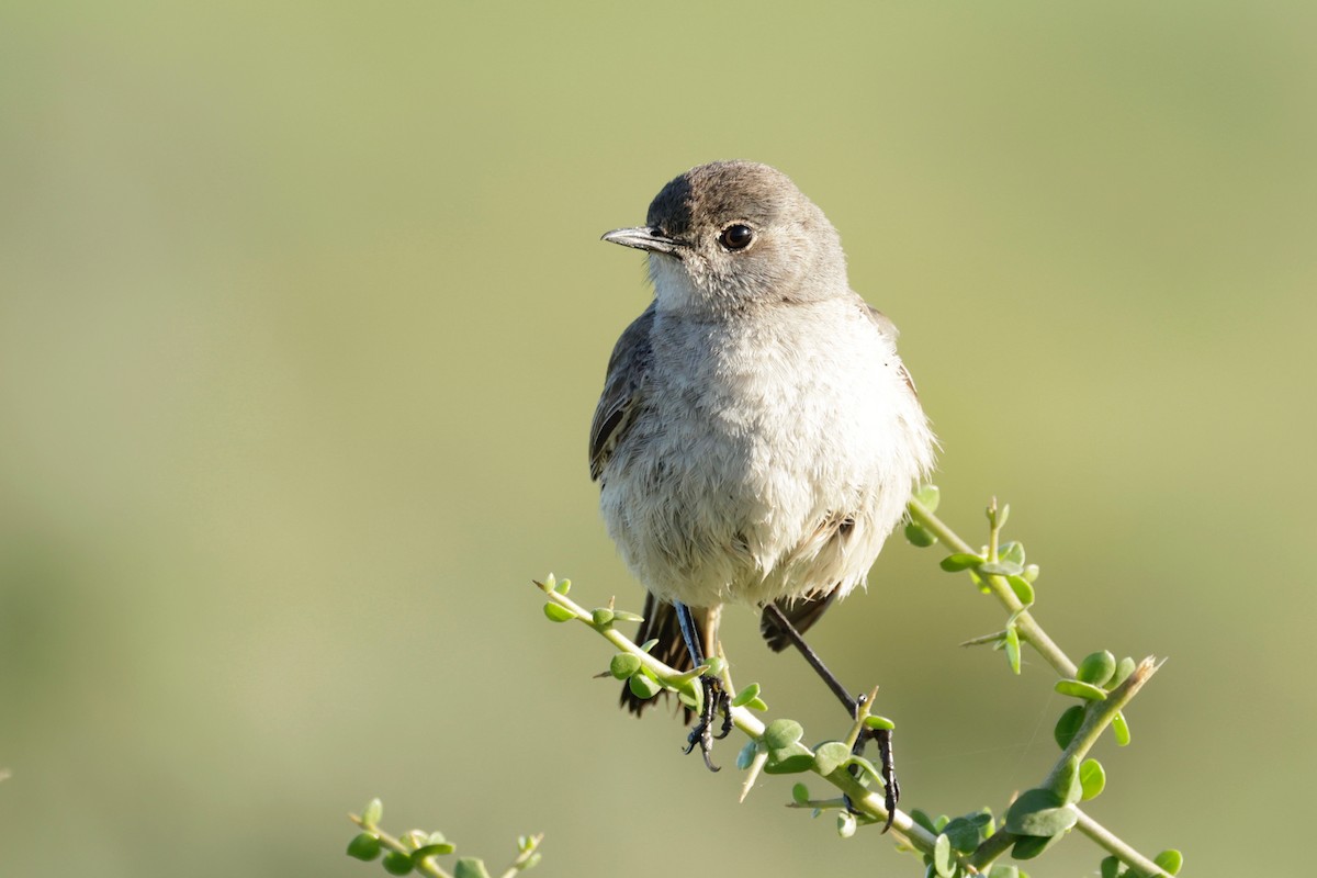 Sickle-winged Chat - ML601533471