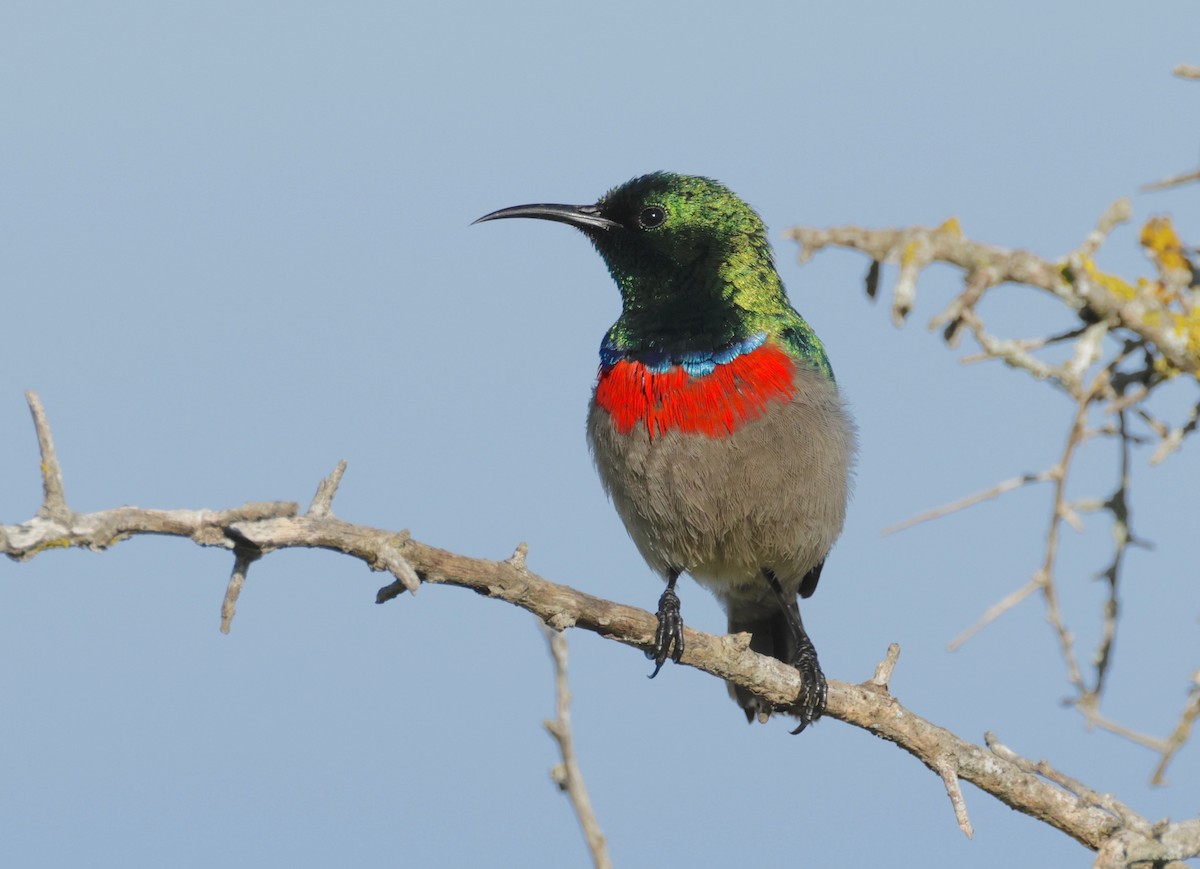 Southern Double-collared Sunbird - ML601534661