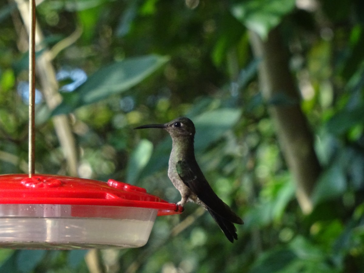 kolibřík klínoocasý - ML601536011