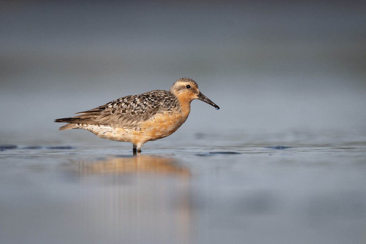 Red Knot - ML601537031
