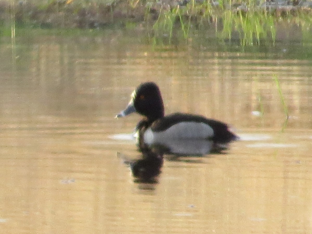 Ring-necked Duck - ML60153871