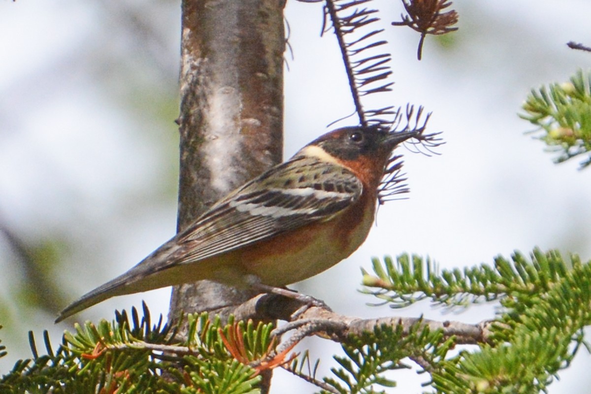 Bay-breasted Warbler - ML60154091