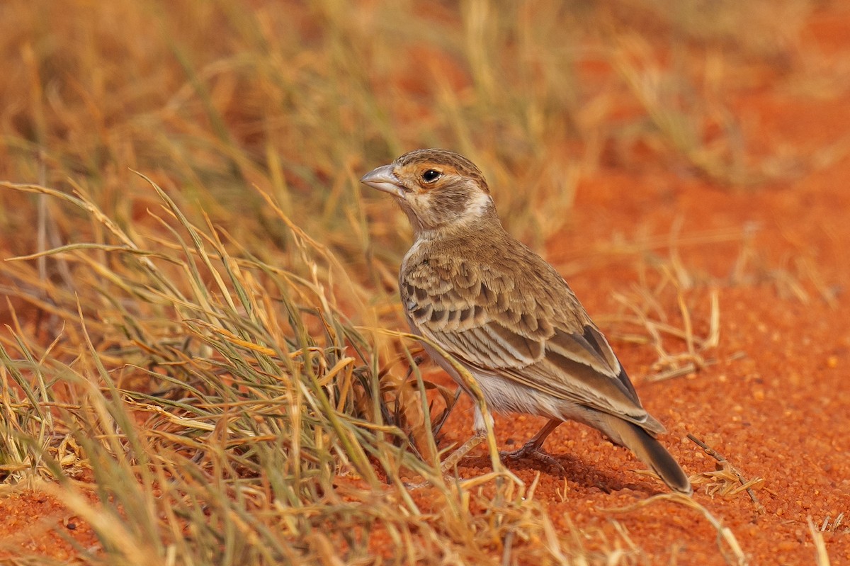 Chestnut-headed Sparrow-Lark - ML601541101