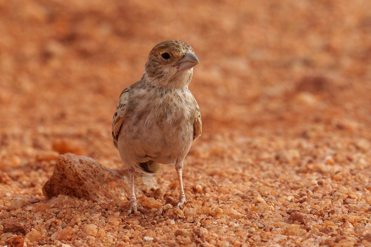 Chestnut-headed Sparrow-Lark - Laurent Esselen