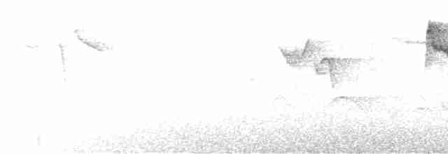 Kızıl Alınlı Uzunkuyruk (bonvaloti/obscuratus) - ML601546411