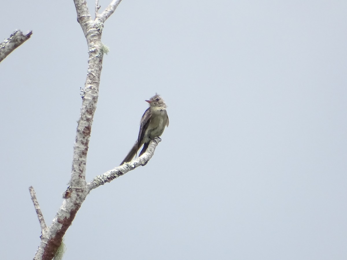 Greater Pewee - ML601551031