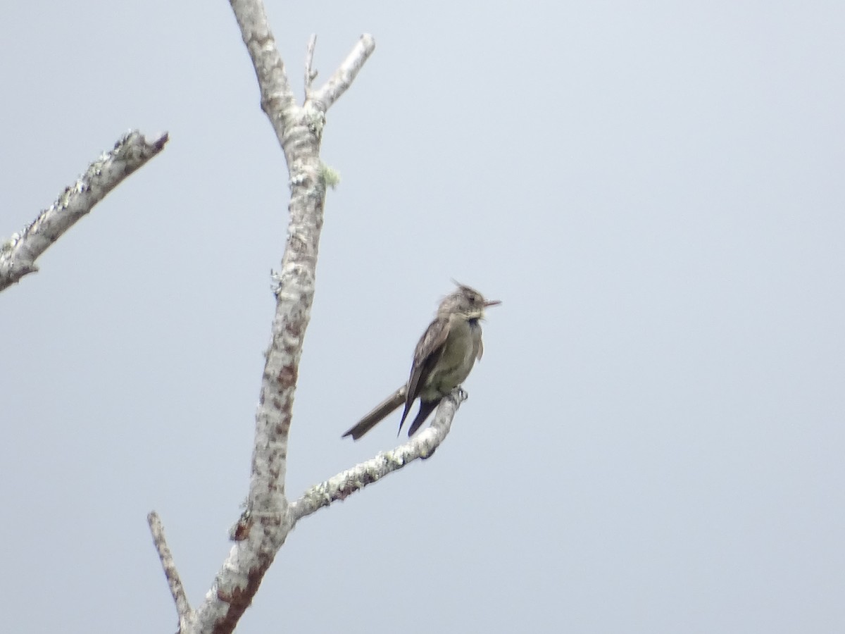 Greater Pewee - ML601551621