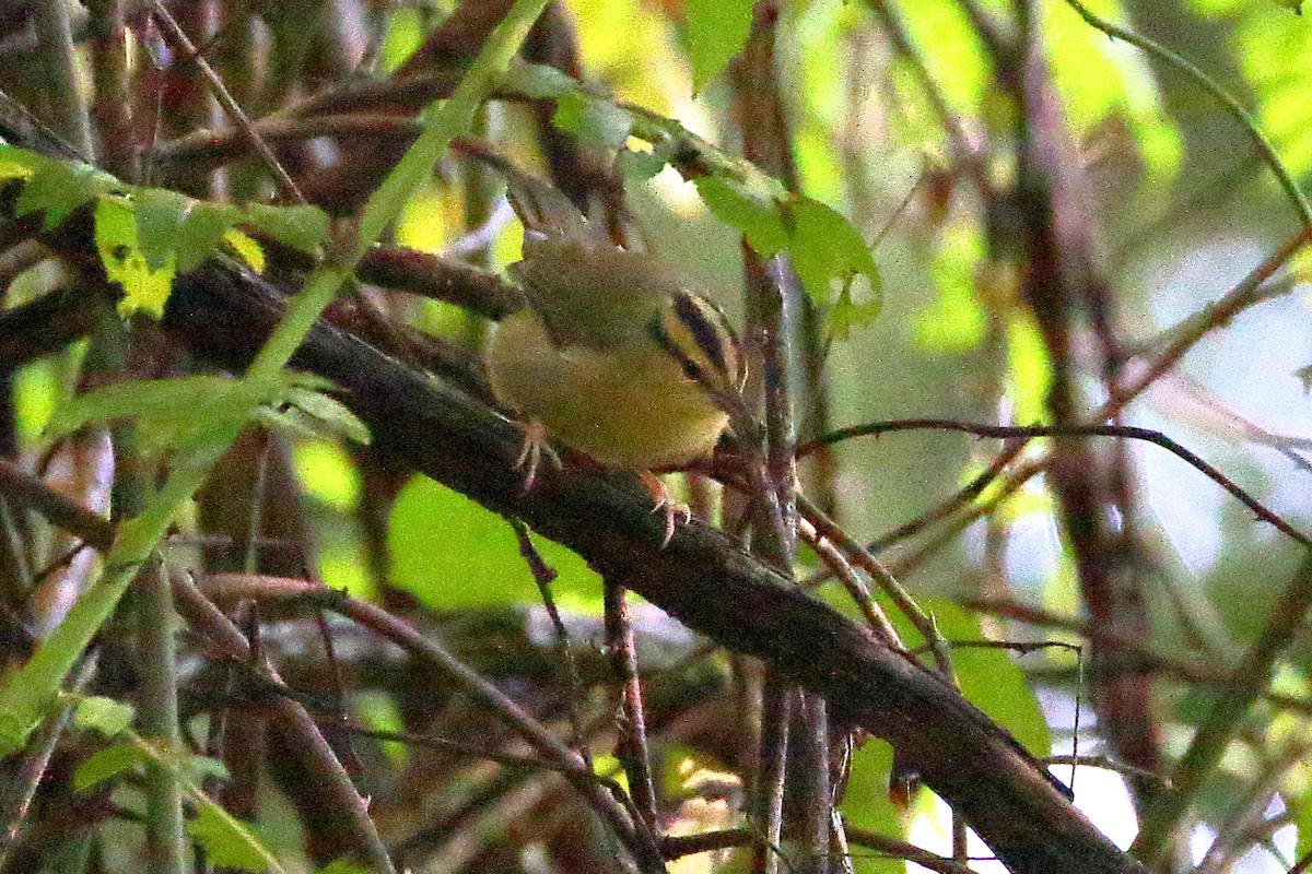 MarylandDC Breeding Bird Atlas Checklist 8 Aug 2023 Susquehanna SP