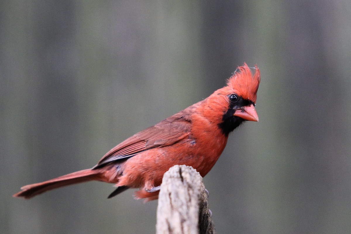 Cardinal rouge - ML601554911