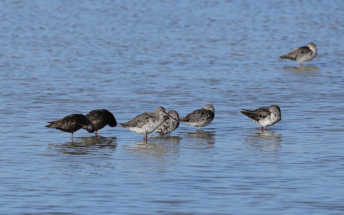 Spotted Redshank - ML601555351