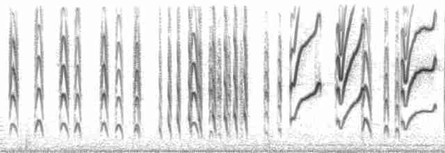 Светлоголовая якамара - ML60156