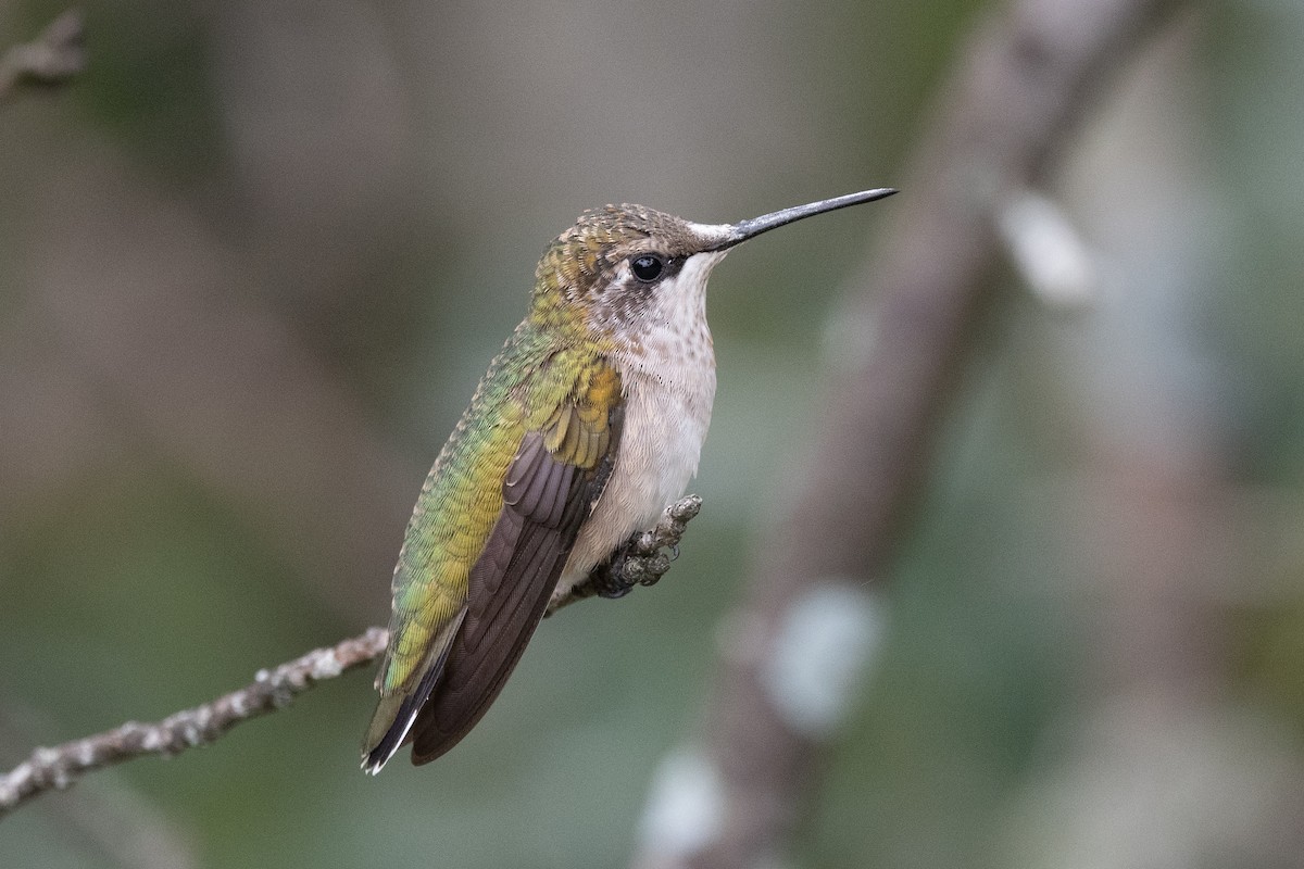 Ruby-throated Hummingbird - Sebastian Jones