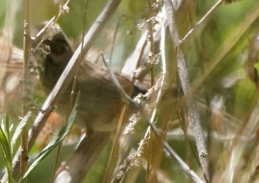 Passerellidae sp. (sparrow sp.) - ML601565531
