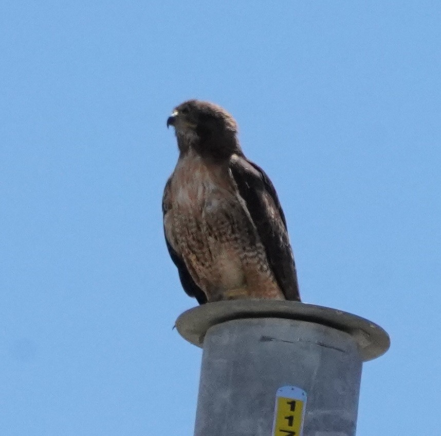 Red-tailed Hawk - ML601565831