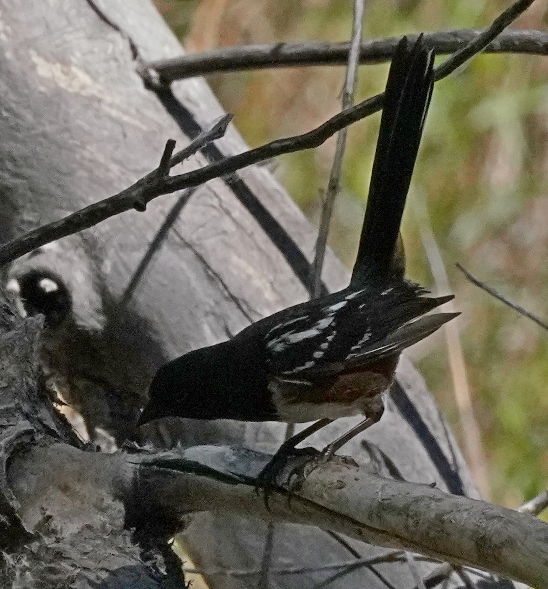 Spotted Towhee - ML601565871