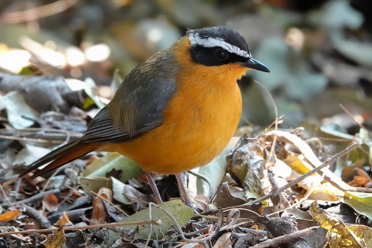 White-browed Robin-Chat - ML601566041