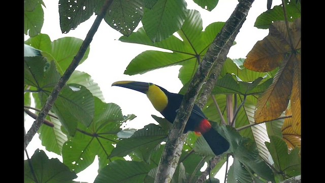 Yellow-throated Toucan (Chestnut-mandibled) - ML601566341