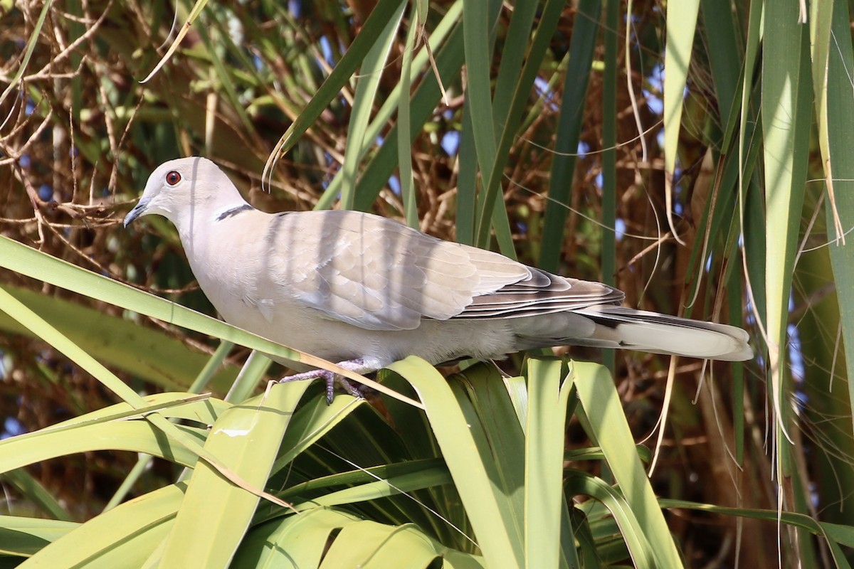 Eurasian Collared-Dove - ML601567661
