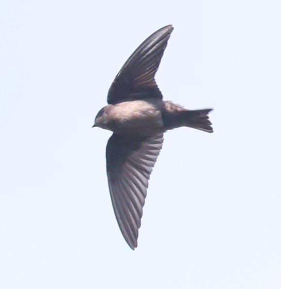 Brown-bellied Swallow - ML601572801