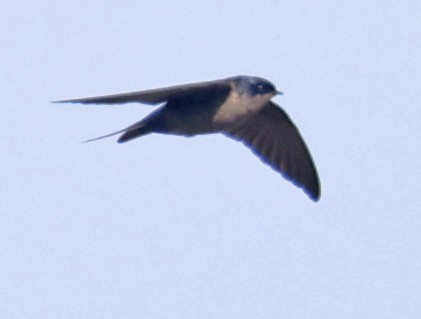 Brown-bellied Swallow - ML601572811