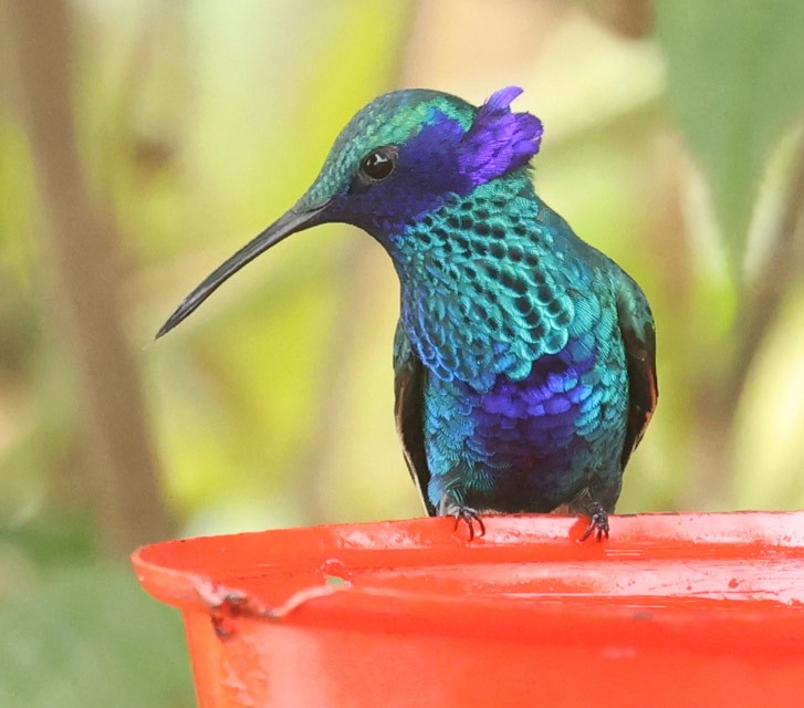 kolibřík modrolící - ML601573871