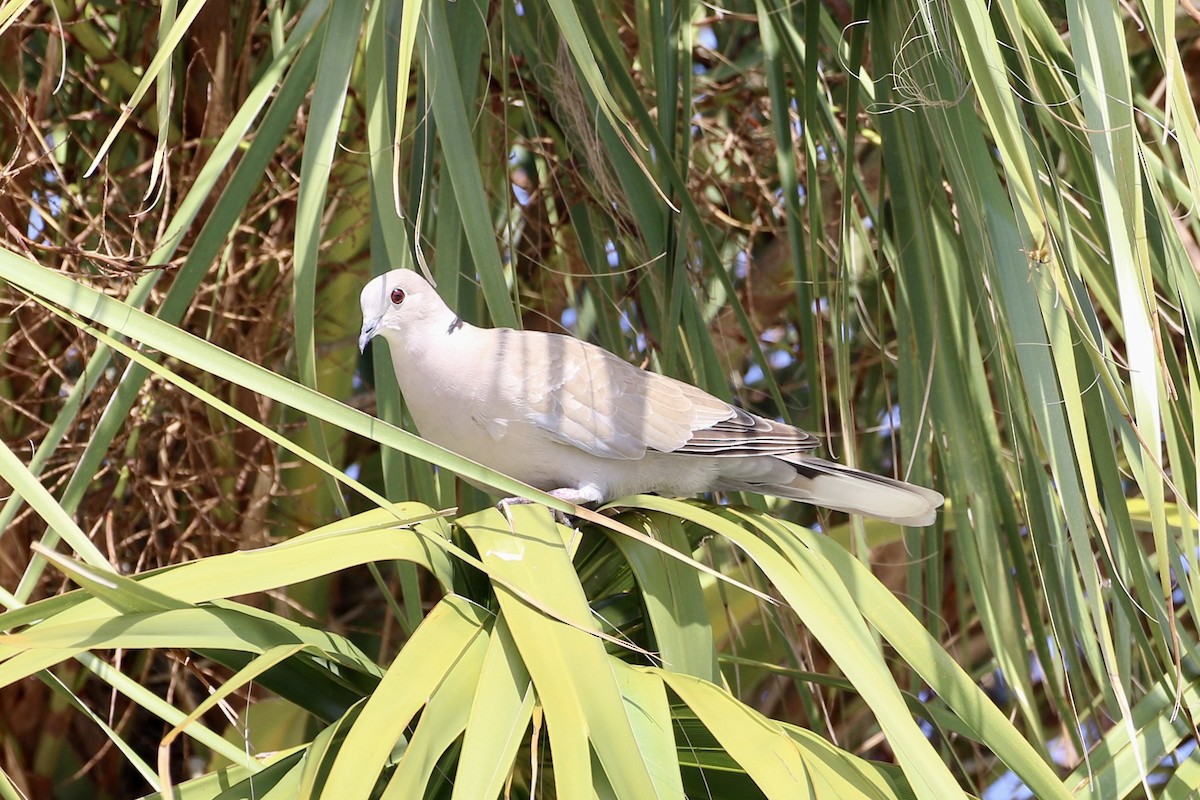 Eurasian Collared-Dove - ML601576171