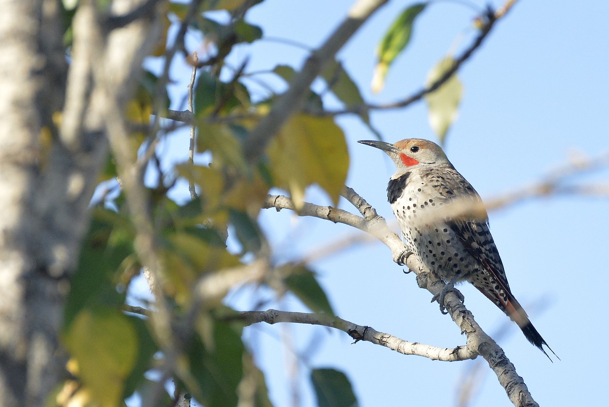 Northern Flicker (Red-shafted) - ML601576441
