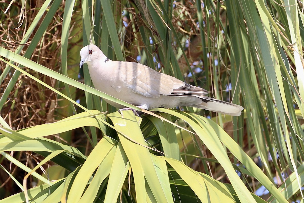 Eurasian Collared-Dove - ML601577801