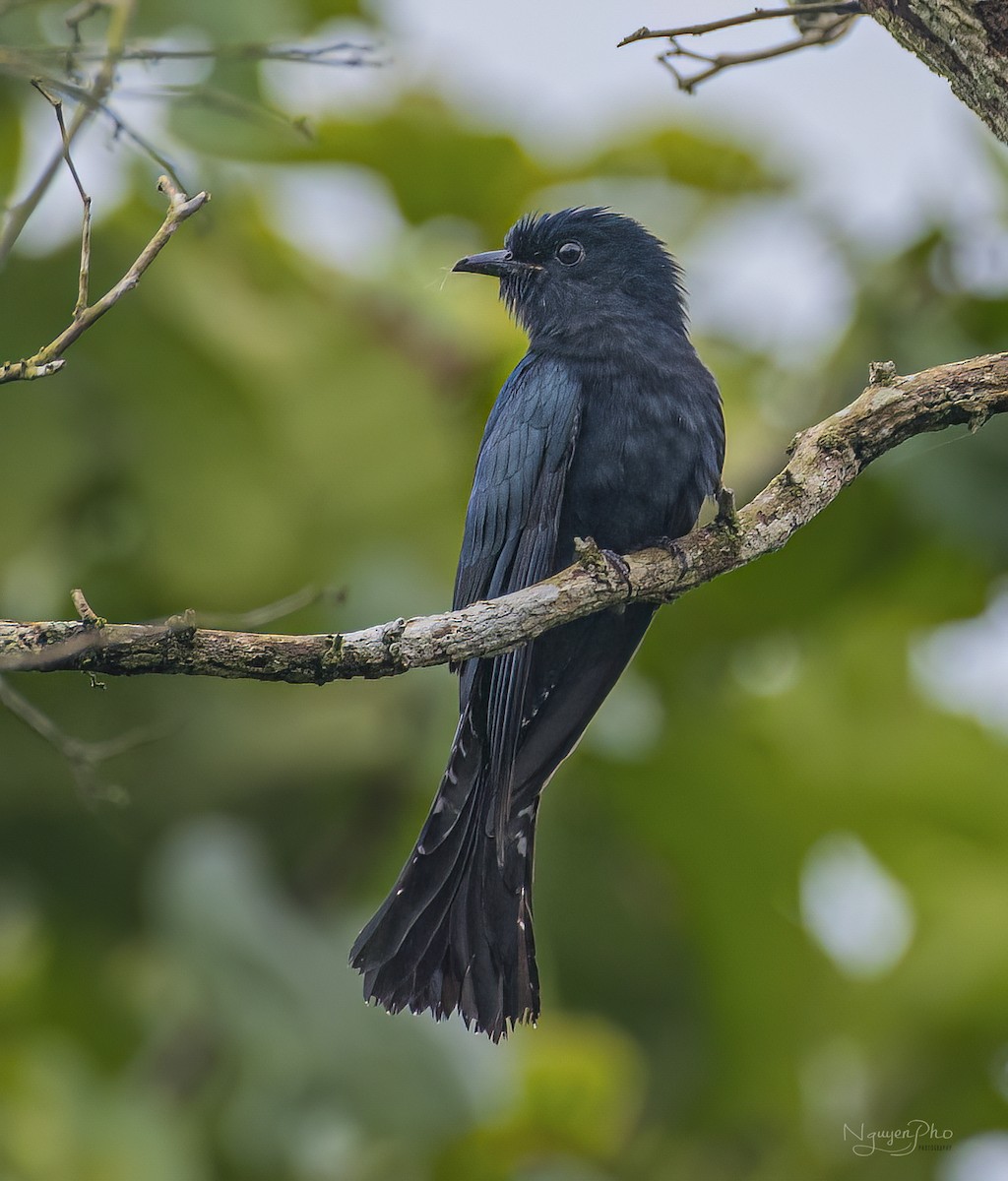 Square-tailed Drongo-Cuckoo - ML601577911