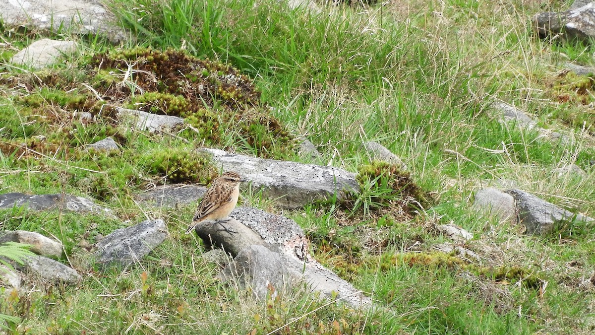 Whinchat - ML601582701